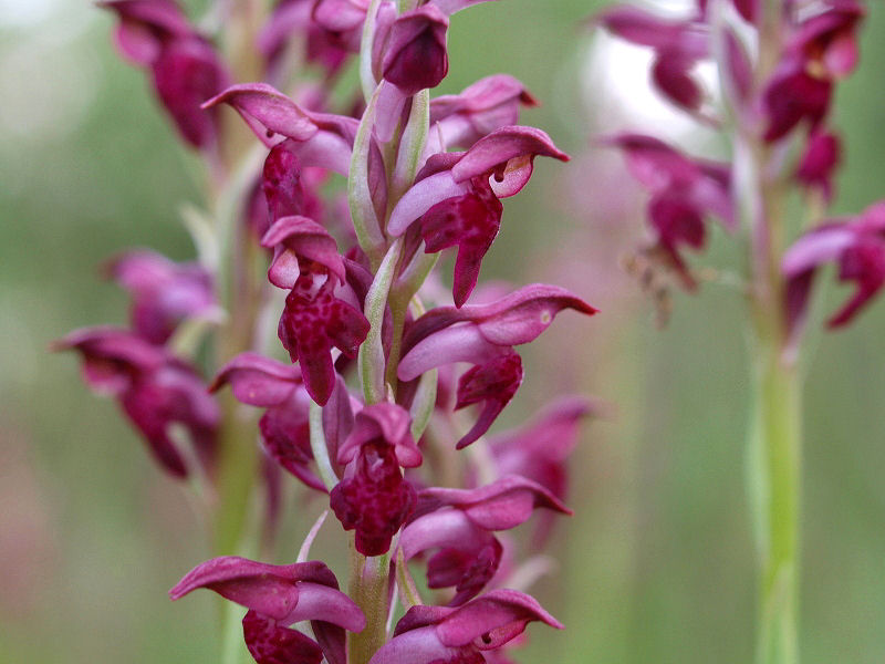 Anacamptis coriophora